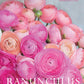 Ranunculus