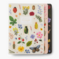 Curio Notebooks Assorted Set of 3