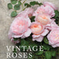 Vintage Roses