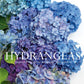 Hydrangeas